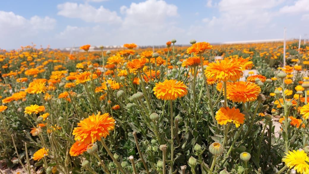 Calendula flowers in bloom on a Verdi Herd partner farm