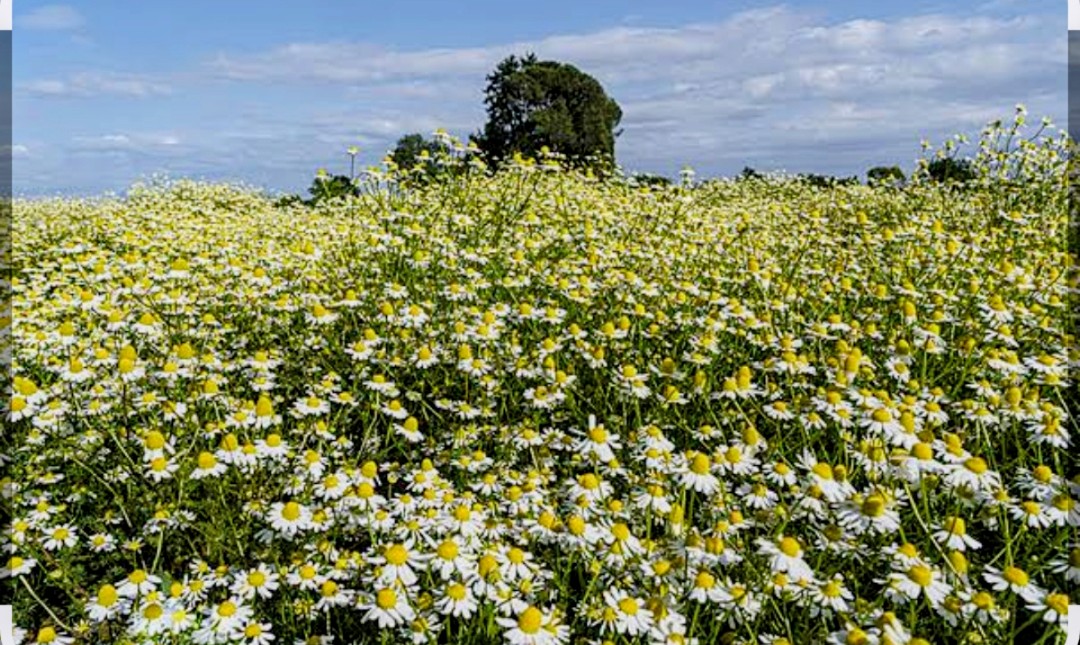 Chamomile flowers in bloom on a Verdi Herd partner farm