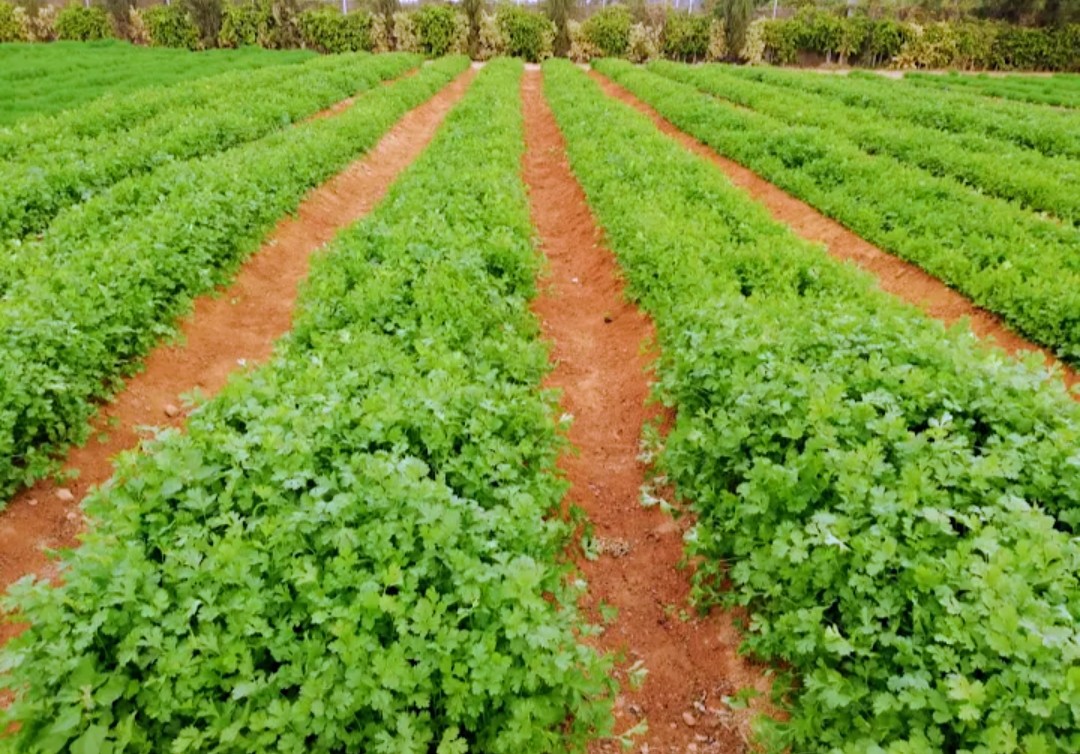 Rows of parsley growing in Nile Valley red soil